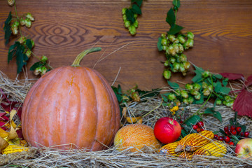 autumn harvest, still life with ripen pumpkin, apple, corn, dry grass and autumn leaves