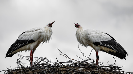 Balzende Weißstörche auf ihrem Nest