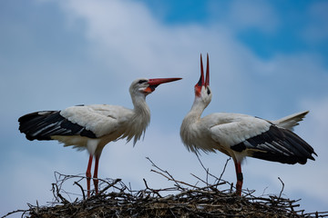 Balzende Weißstörche auf ihrem Nest