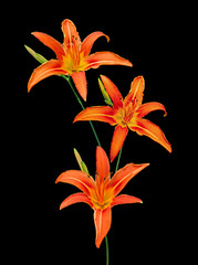 Beautiful orange lilies isolated on a black background