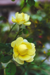 Il nome generico deriva dal latino rosa, con tradizione dotta o semidotta 