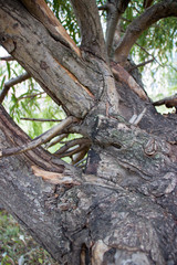 Background of old wood. Natural aging. Unusual in the ordinary.