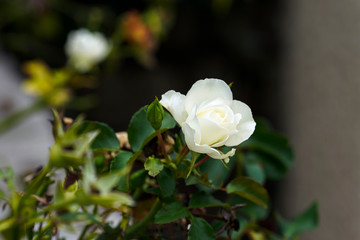 Comprende specie cespugliose, sarmentose, rampicanti, striscianti, arbusti e alberelli a fiore grande o piccolo, a mazzetti, pannocchie o solitari, semplici o doppi, frutti ad achenio contenuti in un 