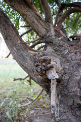 Background of old wood. Natural aging. Unusual in the ordinary.