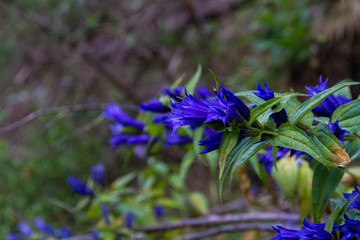 Gentiana clusii in the Tatra mountains