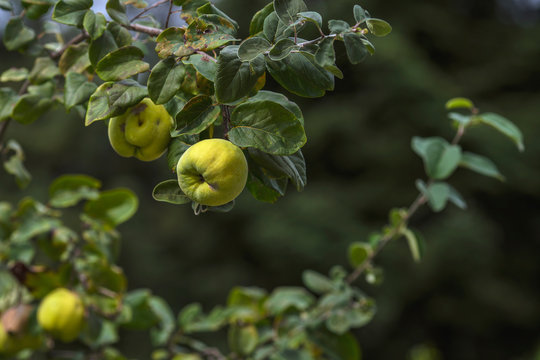 &Egrave; uno dei pi&ugrave; antichi alberi da frutto conosciuti: era coltivato gi&agrave; nel 2000 a.C. dai Babilonesi