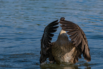 Kanadagans beim Flügelschlagen nach dem baden