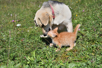 Dog cleans the hair of a small cat like a mother