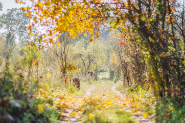 Colorful path in beautiful and sunny autumn season