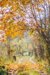 Colorful path in beautiful and sunny autumn season