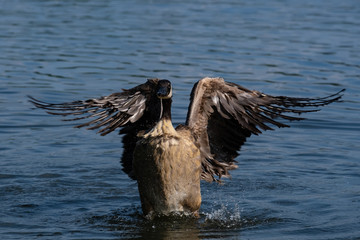 Kanadagans beim Flügelschlagen nach dem baden