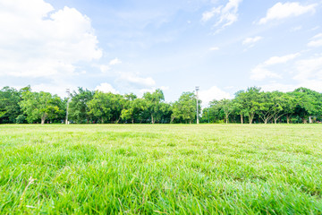 Obraz premium landscape of grass field and green environment public park use as natural background,backdrop
