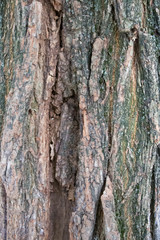 Background of old wood. Natural aging. Unusual in the ordinary.