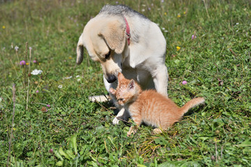 Naklejka na ściany i meble Dog cleans the hair of a small cat like a mother