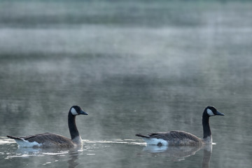 Kanadagans im Frühnebel