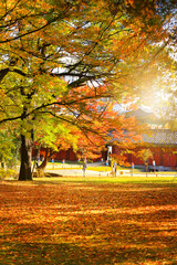 Fototapeta na wymiar Autumn season of Changdeokgung Palace, South Kore