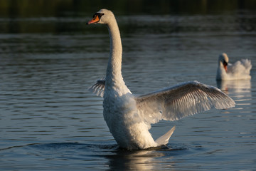Höckerschwan