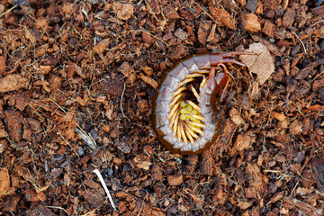 Centipede protecting eggs on Chopped coconut coir