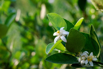 lime flowers blossom on tree