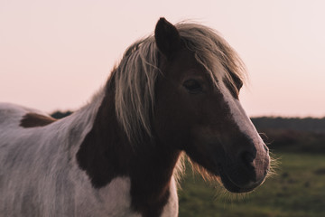Obraz na płótnie Canvas Portrait of a brown/white horse in the field after sunset in the soft evening light