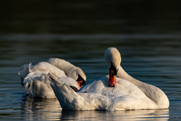 Höckerschwan bei der Gefiederpflege im letzten Tageslicht