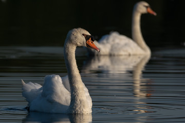 Schwanenpaar im letzten Tageslicht
