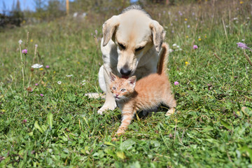 Dog cleans the hair of a small cat like a mother