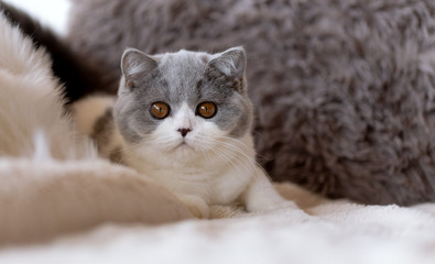 Süßes BKH Kitten - Katze in blau-weiß