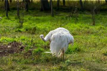 Naklejka na ściany i meble The greater rhea (Rhea americana) one of two extant species, native greater bird of eastern South America, related to the ostrich and emu. Near Threatened species.