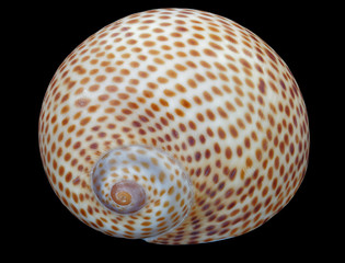 A seashell or sea shell, also known simply as a shell, is a hard, protective outer layer created by...