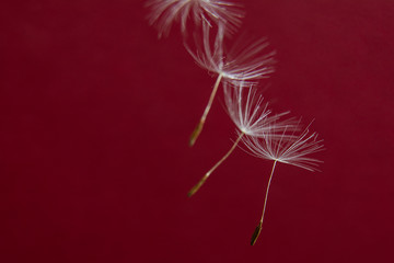 Dandelion seeds isolated on red background. Copy space for text