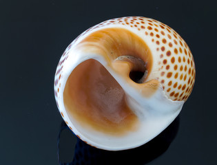 A seashell or sea shell, also known simply as a shell, is a hard, protective outer layer created by an animal that lives in the sea. The shell is part of the body of the animal. 