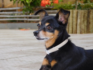 Pinscher fazendo pose