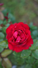 Czerwona róża, red rose