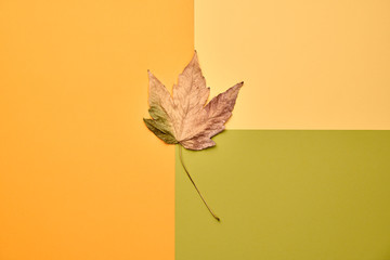 Fall fashion autumn mood, minimal Flat lay. Maple Leaf, Trendy art pastel Background, fashionable Style. Autumnal orange green design color, creative pop art shopping concept