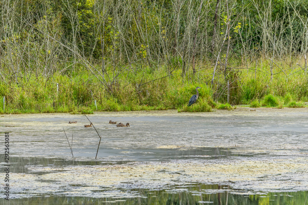 Canvas Prints Wildlife Refuge Wetlands Birds