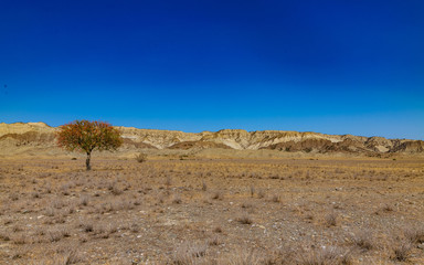 tree in semi-desert in vashlovani national park