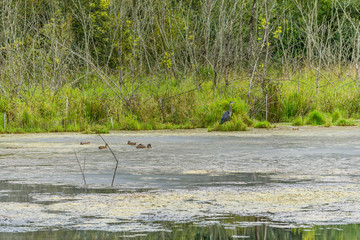 Wildlife Refuge Wetlands Birds