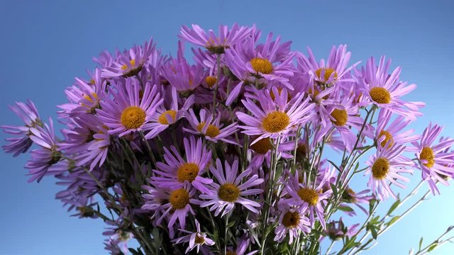 Colorful lilac flowers of lilac alpinus. Aster autumn floral background. Autumn flowers. Pink Daisies spinning on a blue background.