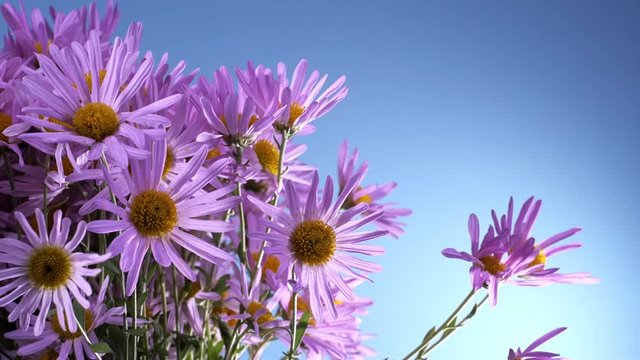 Colorful lilac flowers of lilac alpinus. Aster autumn floral background. Autumn flowers. Pink Daisies spinning on a blue background.