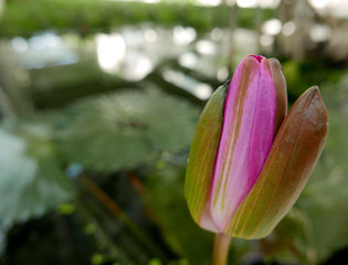 Fototapeta premium germoglio di fiore di loto nel suo fogliame