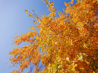 Fototapeta na wymiar Yellow and orange leaves on the birch. Indian summer. Sunny day in October or September.