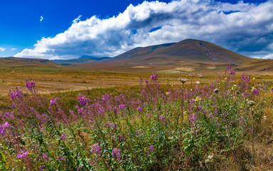 landscape with mountain and flowers