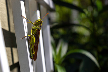 Close-up of a green and brown grasshopper rests on a white trellis against a background of green foliage.