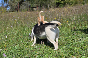 An adult dog play together with small kitty on the meadow