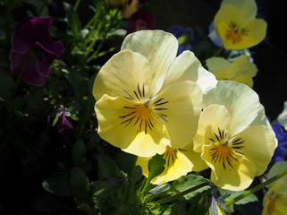 bright yellow viola cornula flowers in summer sunlight
