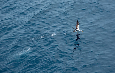 amazing scene of seagull catching fish