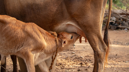 Young Light Brown Baby Calf Drinking Milk from Mammary Glands of Domestic Mother Cow in Agriculture...