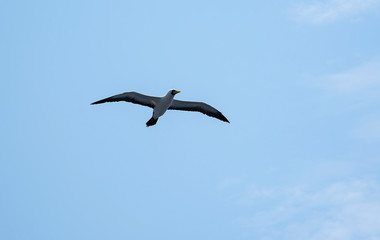 amazing scene of seagull flying