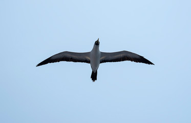 amazing scene of seagull flying